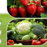 Dwellcozy raised garden bed can grow many products, including flowers, strawberries, vegetables, and flowers on a green background.